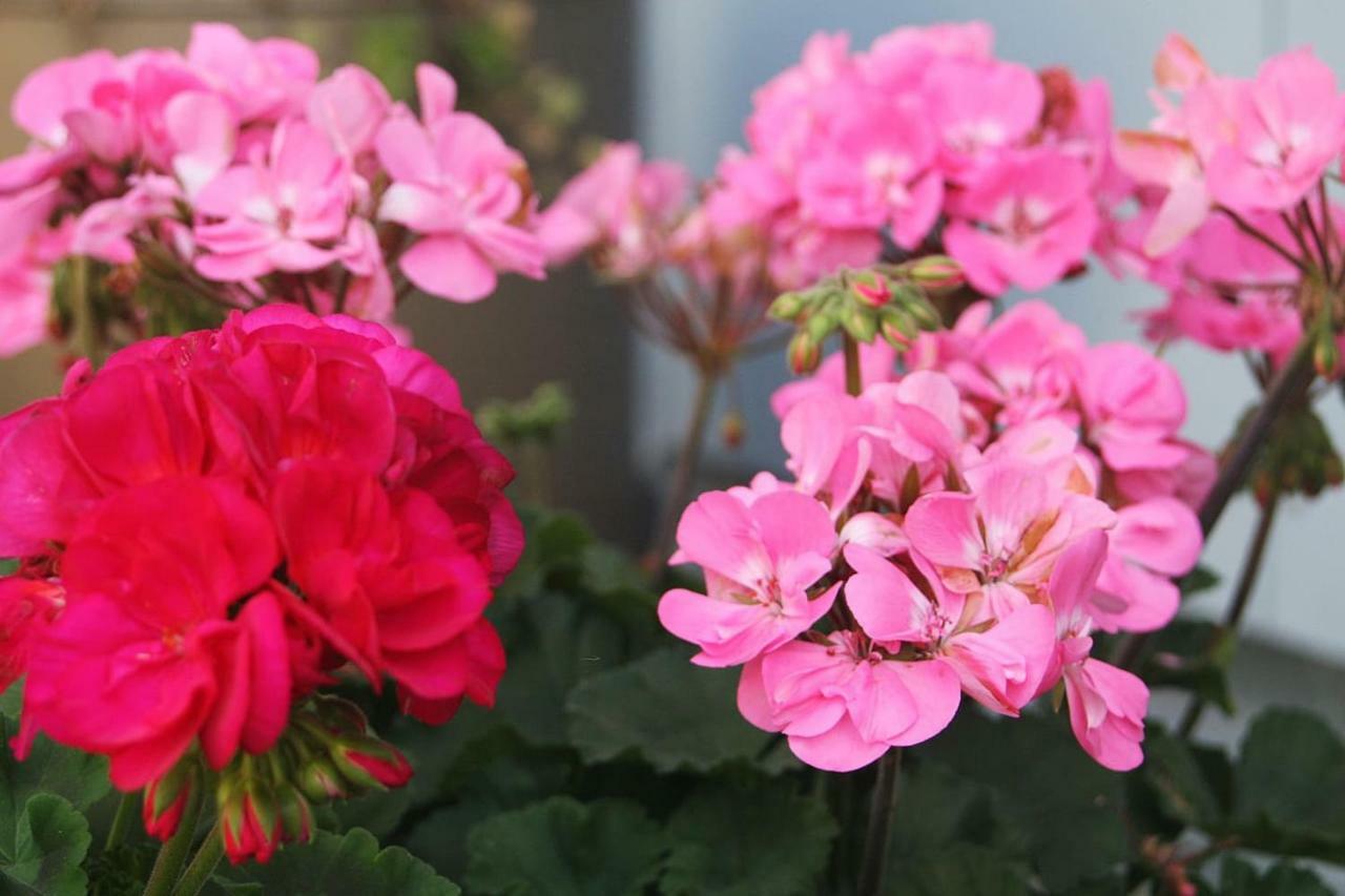 Gartenzimmer Rubigen エクステリア 写真